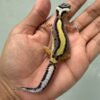 jual gecko bold stripe het tremper jantan baby big body