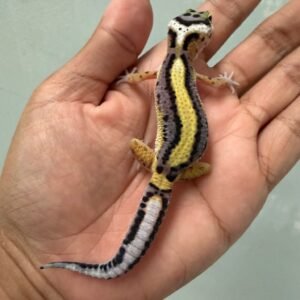 jual gecko bold stripe het tremper jantan baby big body