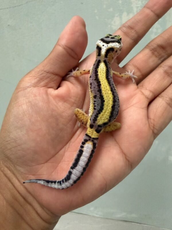 jual gecko bold stripe het tremper jantan baby big body