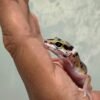 Bold Stripe het Tremper - Jantan - R262354 - BIG BODY