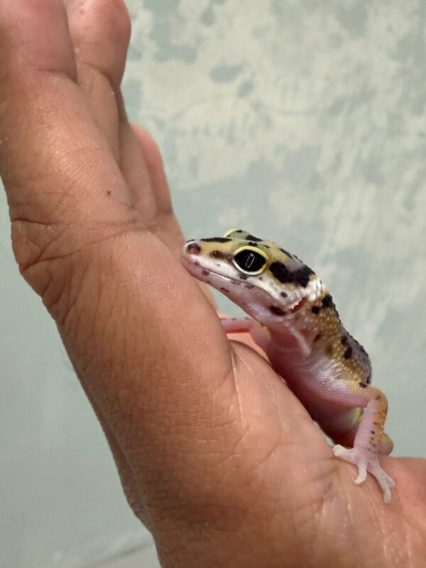 Bold Stripe het Tremper - Jantan - R262354 - BIG BODY