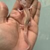 IMG_6039 jual gecko ulet bambu albino incub jantan baby