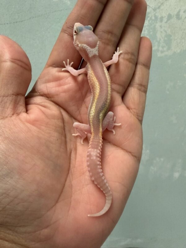 IMG_6039 jual gecko ulet bambu albino incub jantan baby