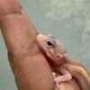 IMG_6040 Ulet Bambu Albino - incub Jantan - R262320 - RARE