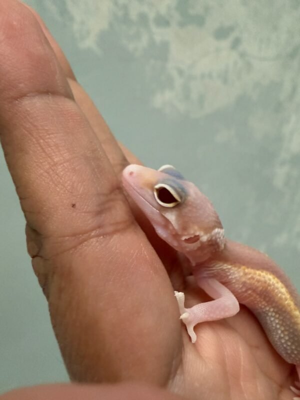 IMG_6040 Ulet Bambu Albino - incub Jantan - R262320 - RARE