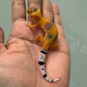 jual gecko tangerine enigma jantan baby