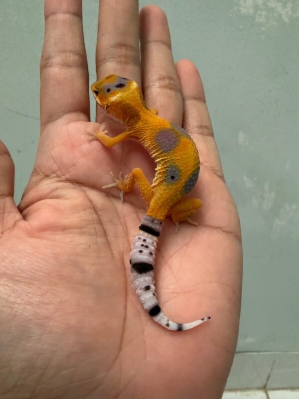 IMG_6042 jual gecko tangerine enigma jantan baby