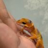 IMG_6043 Tangerine Enigma ph RAPTOR - Jantan - R262302