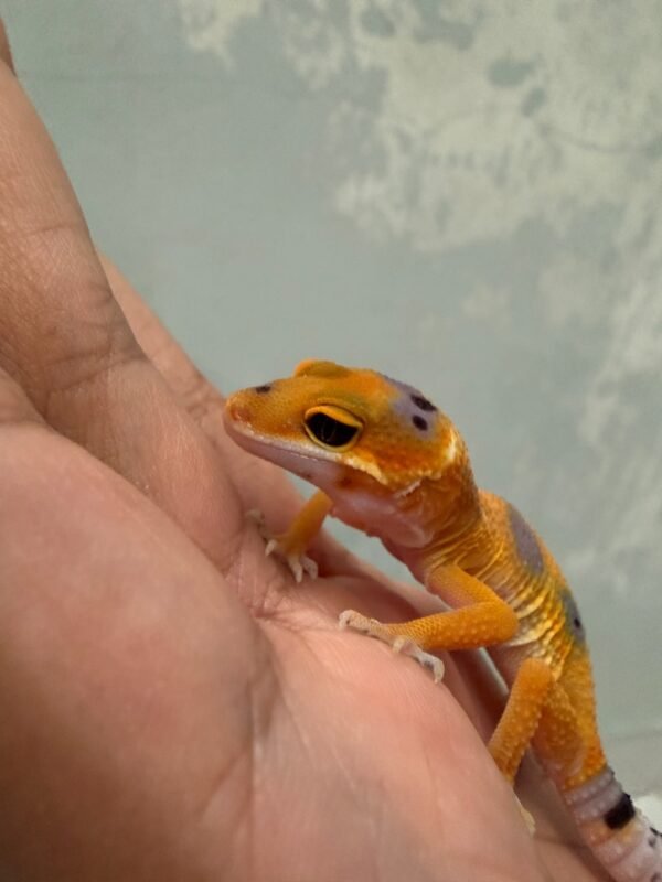IMG_6043 Tangerine Enigma ph RAPTOR - Jantan - R262302