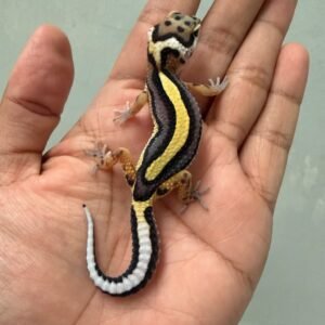 jual gecko tangerine bold stripe incub jantan bahan bagus