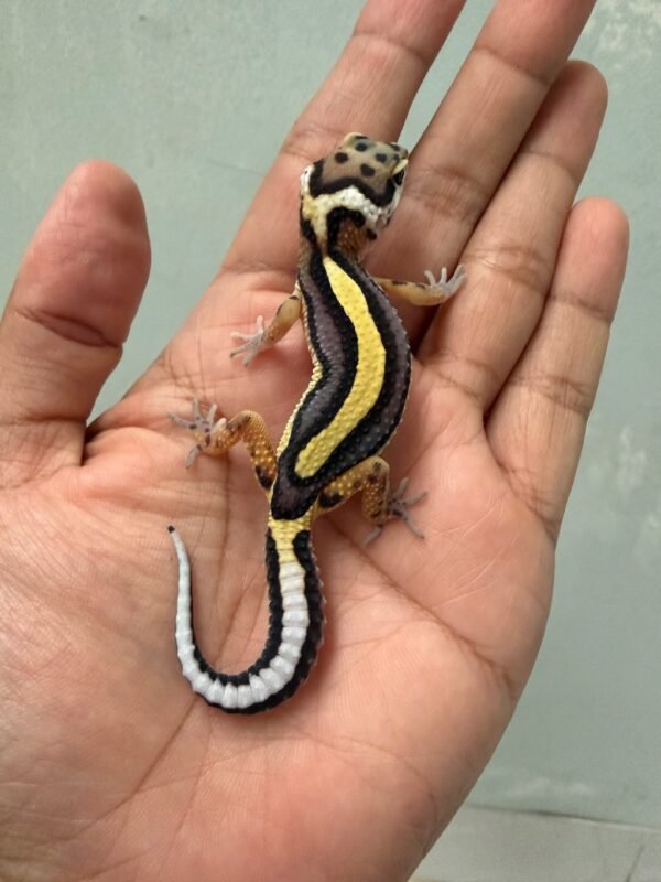 IMG_6046 jual gecko tangerine bold stripe incub jantan bahan bagus