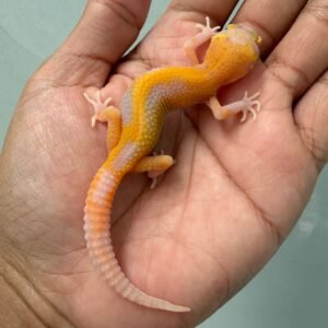 IMG_6169 jual gecko bell lavender stripe ct incub betina baby