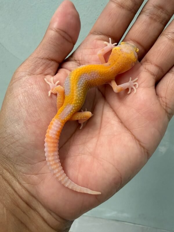 jual gecko bell lavender stripe ct incub betina baby