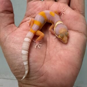 IMG_6177 jual gecko bell lavender ph radar incub betina baby