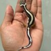 IMG_6194 jual gecko bold stripe poss snow incub jantan baby