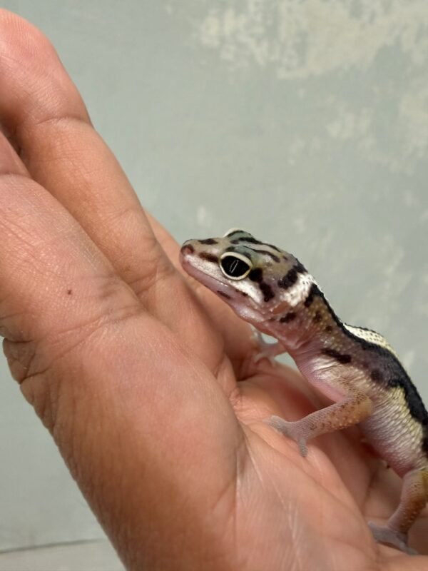 IMG_6195 mata gecko mack snow bold stripe