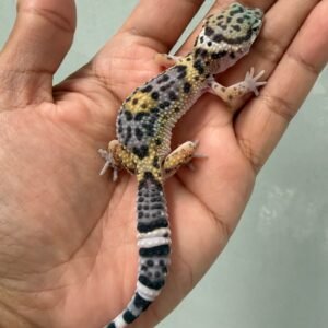 IMG_6201 jual gecko mack snow black night cross betina remaja