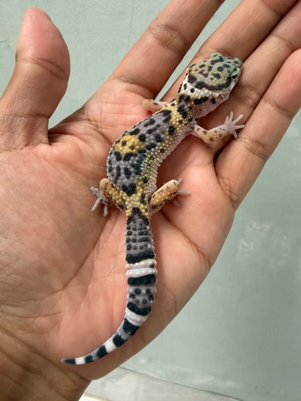 jual gecko mack snow black night cross betina remaja