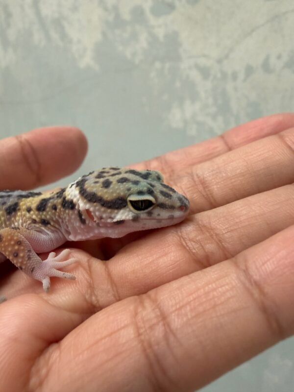 Mack Snow Black Night Cross ph Tremper - Betina - R262059