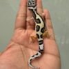 IMG_6204 jual gecko tug snow bold jungle incub betina baby