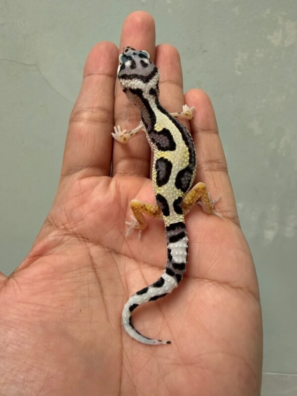 IMG_6204 jual gecko tug snow bold jungle incub betina baby