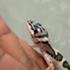 IMG_6205 TUG Snow Bold Jungle het Ember - incub Betina - R262341