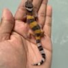 jual gecko hypo tangerine black night cross incub betina baby