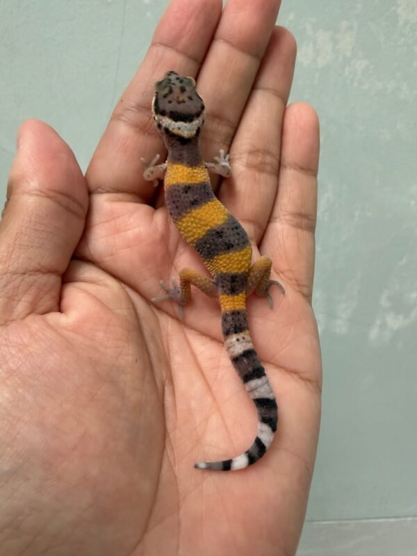 jual gecko hypo tangerine black night cross incub betina baby