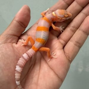 IMG_6223 jual gecko bell lavender incub jantan baby