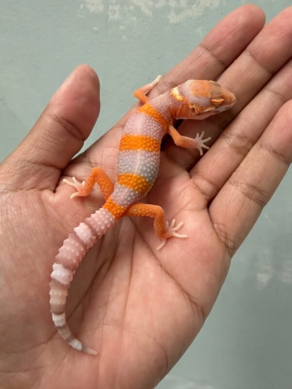 IMG_6223 jual gecko bell lavender incub jantan baby