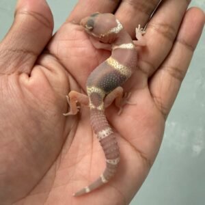 IMG_6240 jual gecko snow chocolate het raptor incub jantan baby