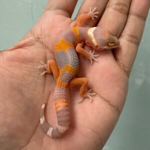 IMG_6245 jual gecko black night tremper lavender incub jantan baby