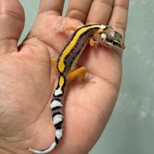 IMG_6249 jual gecko tangerine bold stripe incub jantan baby