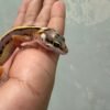 Tangerine Bold Stripe het Tremper - incub Jantan - R262326