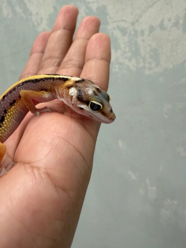Tangerine Bold Stripe het Tremper - incub Jantan - R262326