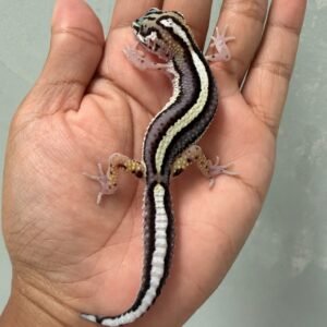 IMG_6255 jual gecko mack snow bold stripe contest quality