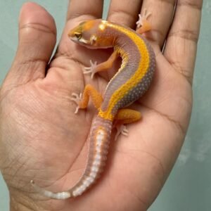 IMG_6261 jual gecko tremper lavender stripe jantan