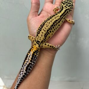 IMG_6328 jual gecko tangerine bold stripe ct betina indukan bahan bagus