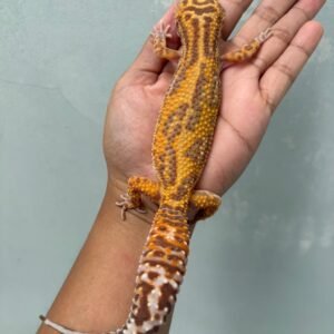IMG_6337 jual gecko tangerine tremper bold jungle betina indukan