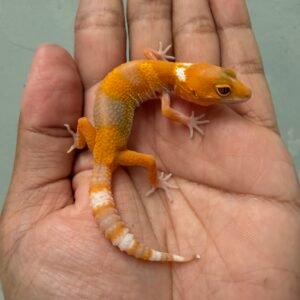 IMG_6389 jual gecko sunglow tomato line betina baby