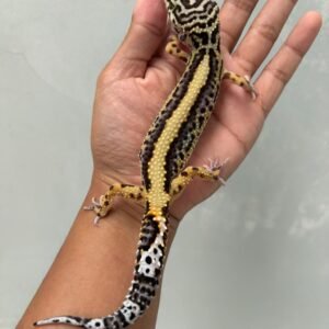 IMG_6425 jual gecko bold stripe betina indukan cakep